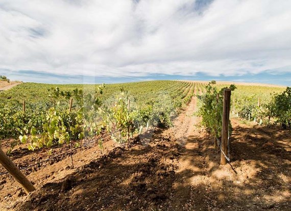 Vineyard with production nearby Vila de Frades
