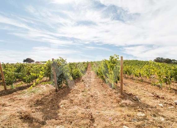 Vineyard with production nearby Vila de Frades