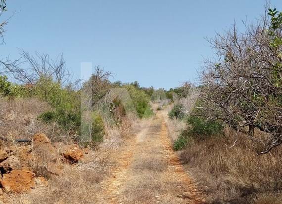 Certified Land for Organic Farming Production in Silves