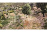 Property with 7ha and houses in Alferce - Monchique