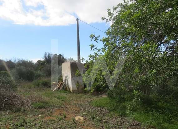 Terreno com alfarrobarias, agua e eletricidade em Benagaia, freguesia de Pêra