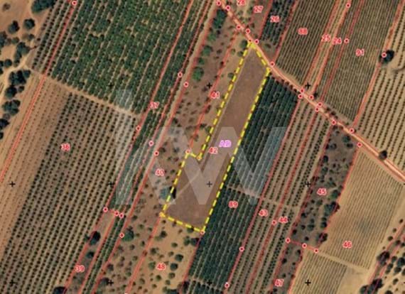 Rustic land with 6640 m2 located in Terras Brancas, Algoz