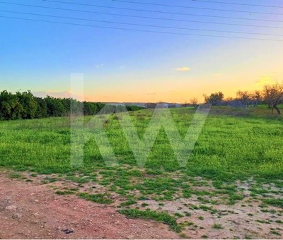 Rustic land with 6640 m2 located in Terras Brancas, Algoz - Silves 