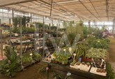 The land has an urban area of 200m2 and consists of three individual glass greenhouses with galvanized structures, each measuring 1500m2.