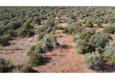 Terreno Rústico na Amendoeira - Querença, com alfarrobeiras e oliveiras