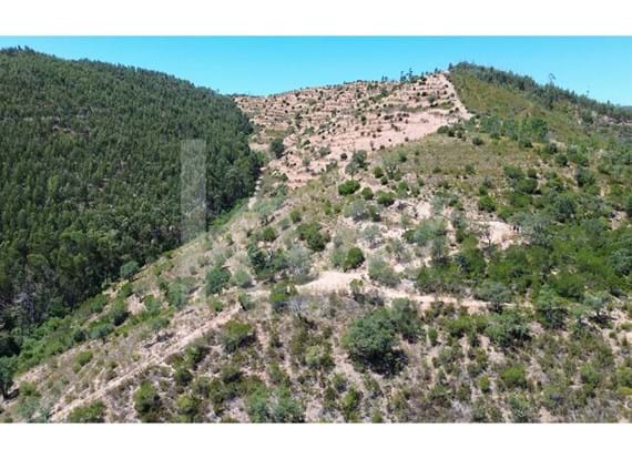 9.9ha property with terraces and planting - possible to build
