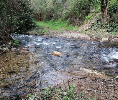 12.000 sqm plot of land with 2 streams in Monchique - Monchique Monchique