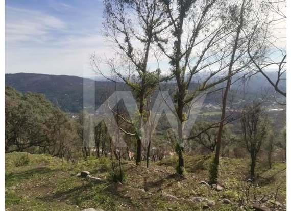 Land in the Serra de Monchique 8.780 sqm. Now with road access to the Land.