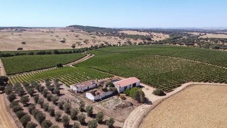 Terrain de 20 hectares avec 16 ectares de Vignoble et 538 m2 de Ruines dans l'Alentejo