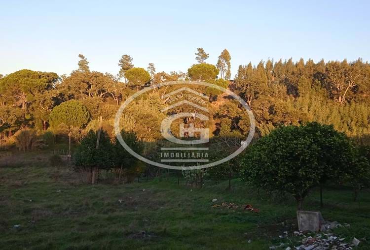 Quinta em Carregueira com 11 Moradias e Zona Agricola, Pomar e Pinheiros com total de 20.910m2 de área.