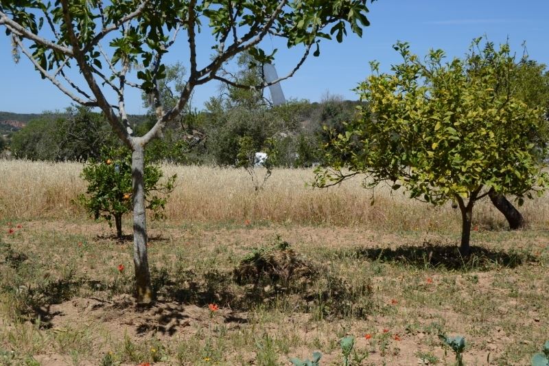 Rustic plot of land, very fertile for agriculture and near the town of Lagos for sale. Algarve - Portugal! 