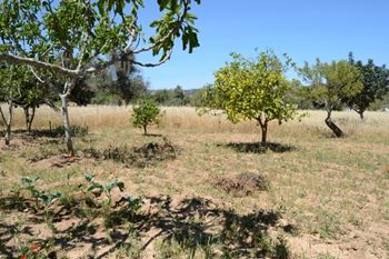 Rustic plot of land, very fertile for agriculture and near the town of Lagos for sale. Algarve - Portugal! 