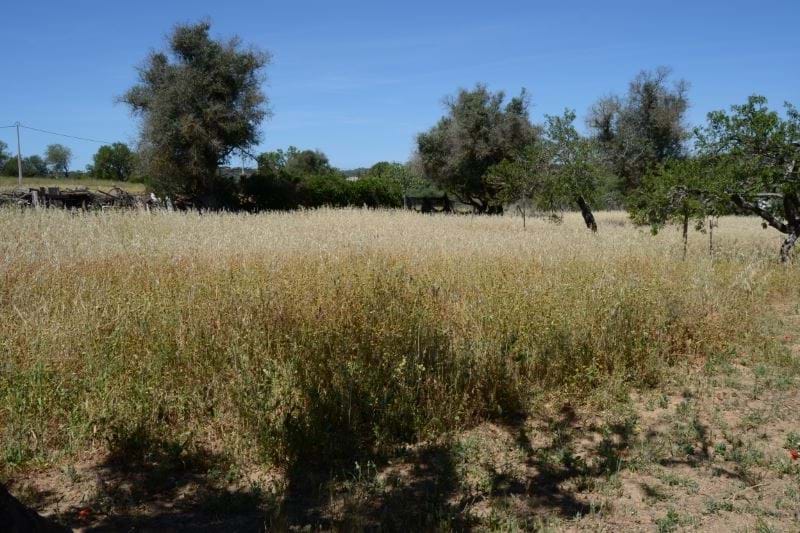 Terrain rustique, très fertile pour l'agriculture et près de la ville de Lagos à vendre. Algarve - Portugal !