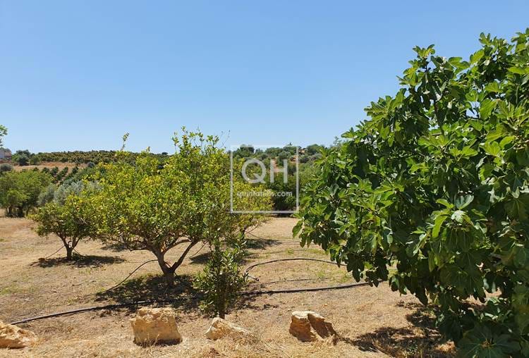Projekt: Quinta mit 2 Häusern  auf  schönem Land mit 3 ha in der Nähe von Luz de Tavira 